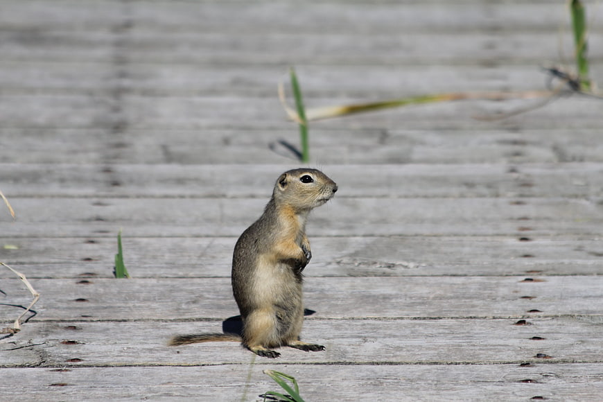 Cute ground squirrel standing on wooden deck