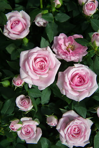 Close-up of blooming pink roses in a garden