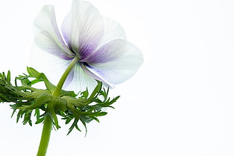 White and Purple Anemone Flower Isolated on White Background