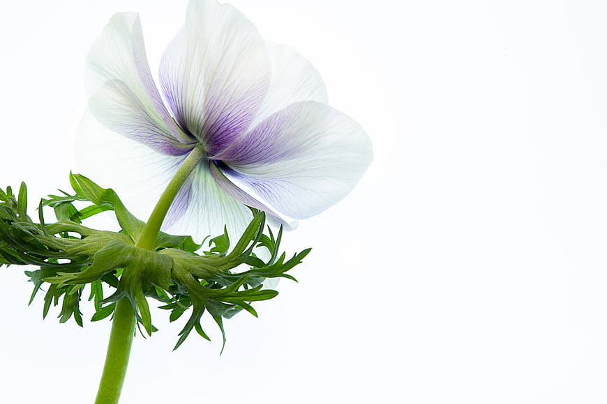 White and Purple Anemone Flower Isolated on White Background