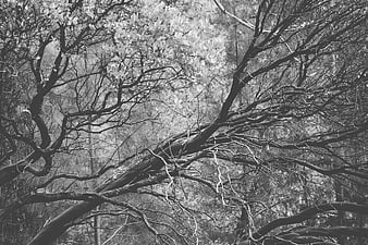 Black and white forest branches with white blossoms