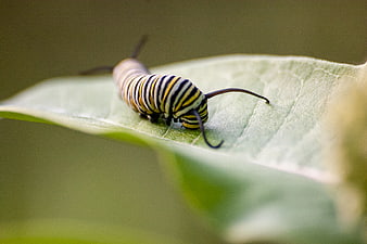 Monarch Caterpillar on Milkweed Leaf Macro