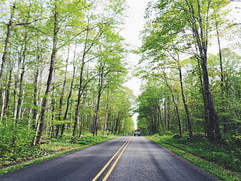 Car Driving on Forest Road in Spring