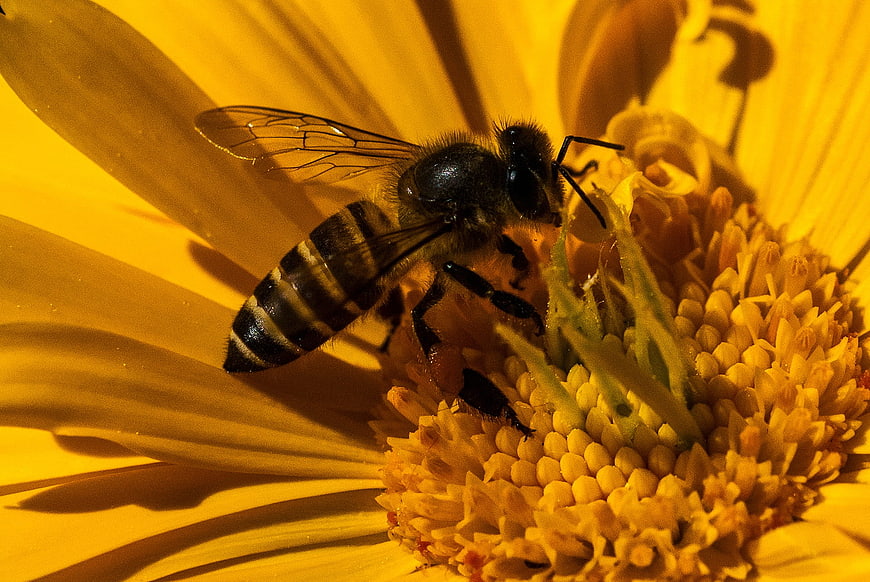 Close-up of a Honey Bee Pollinating a Yellow Flower
