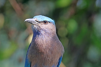 Close-up portrait of an Indian Roller bird with blue and brown feathers
