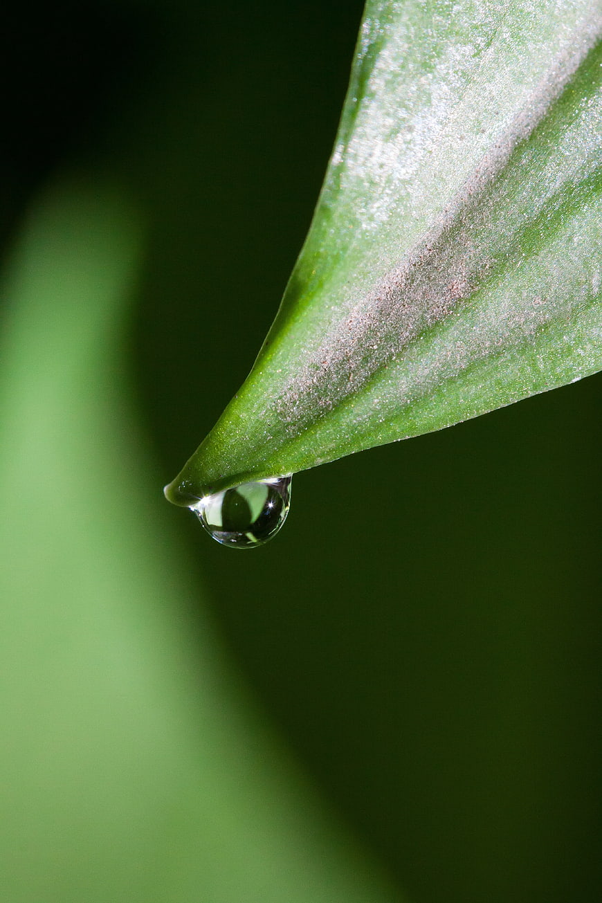 Macro Water Droplet on Green Leaf Tip