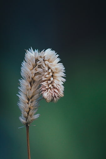 Close-up of dried white flower head on green background
