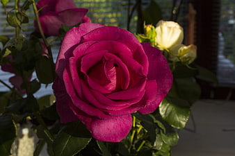 Vibrant Pink Rose Close-Up with Sunlight and Green Leaves