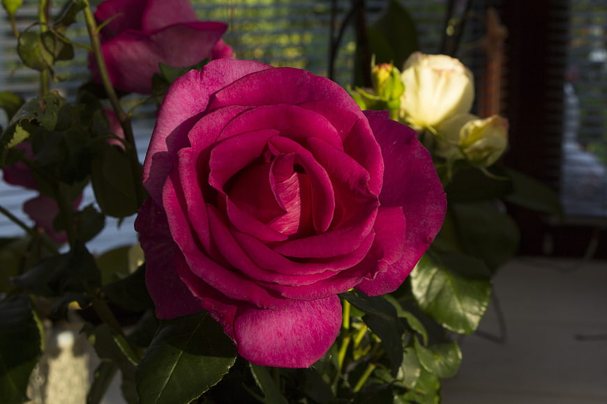 Vibrant Pink Rose Close-Up with Sunlight and Green Leaves