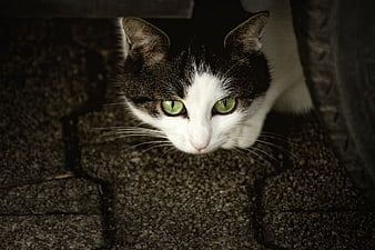 Close-up portrait of a black and white cat with green eyes