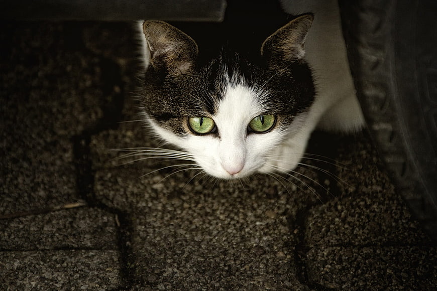 Close-up portrait of a black and white cat with green eyes