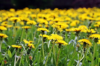 Vibrant yellow dandelions blooming in a lush green meadow