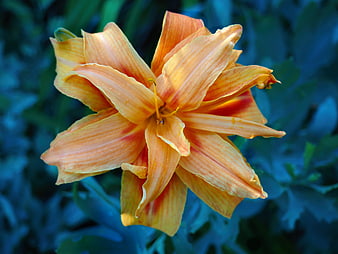 Close-up of vibrant orange daylily flower against blue background