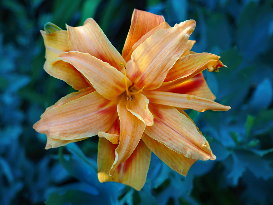 Close-up of vibrant orange daylily flower against blue background