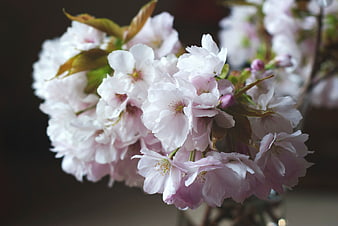 Close-up of delicate pink cherry blossoms in a vase