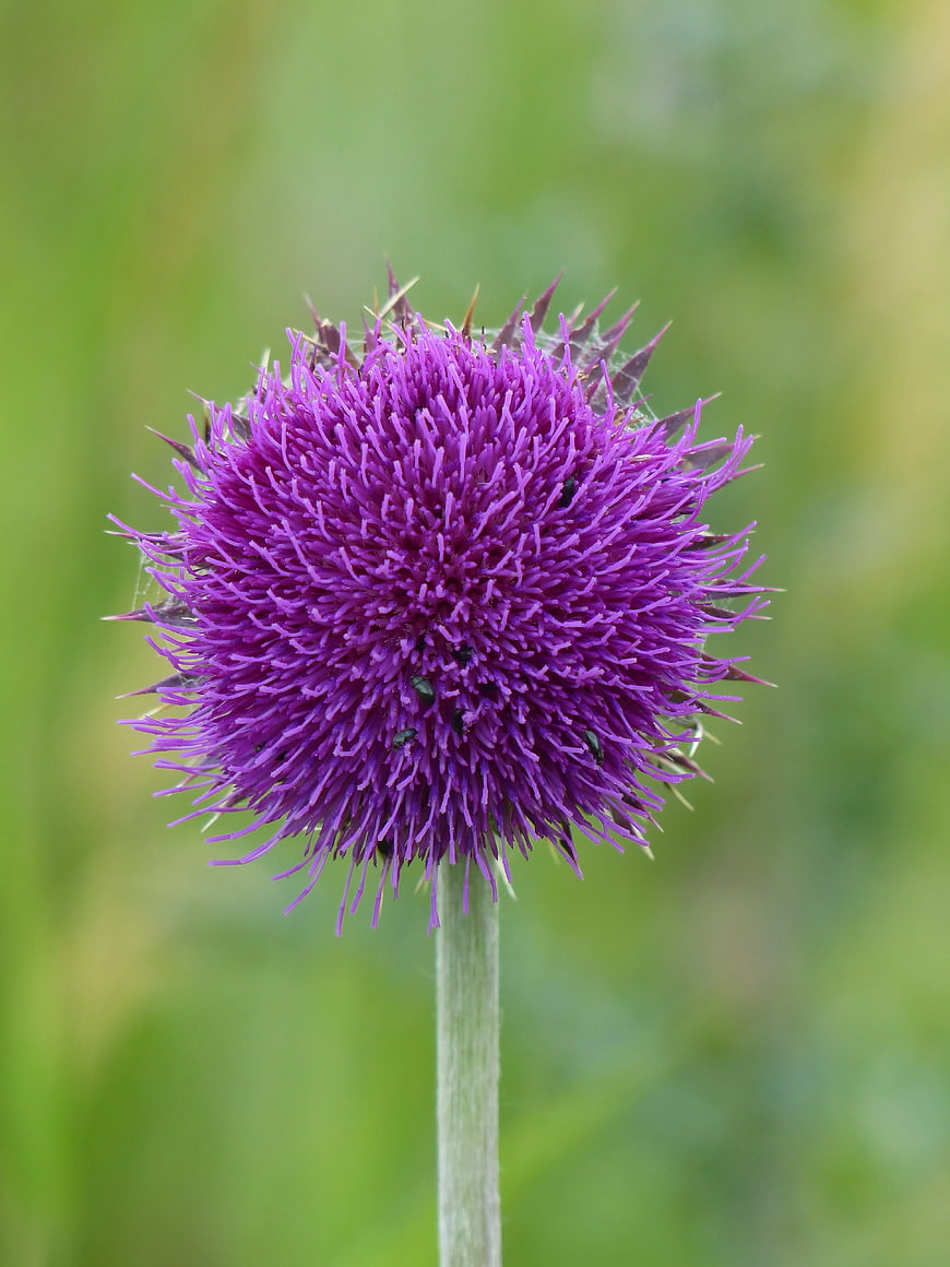 Close-up of a vibrant purple thistle flower