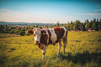 Brown and White Cow Standing in Green Pasture