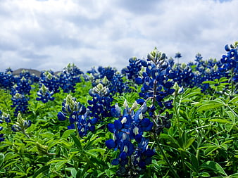 Vibrant Bluebonnet Field Under Cloudy Sky