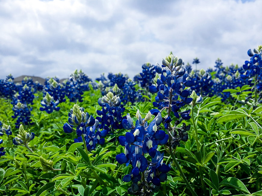 Vibrant Bluebonnet Field Under Cloudy Sky