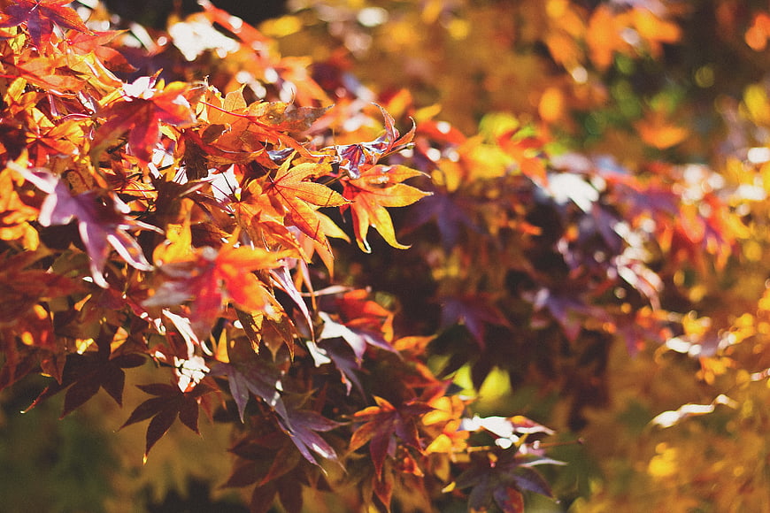Vibrant Red and Orange Autumn Maple Leaves in Sunlight