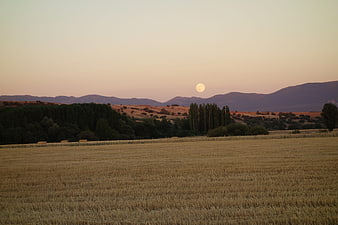Golden wheat field landscape with moon and mountains at dusk