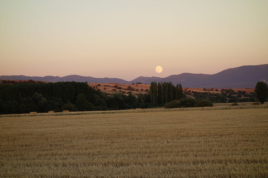 Golden wheat field landscape with moon and mountains at dusk