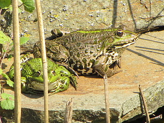 Two green frogs resting on a sunlit rock