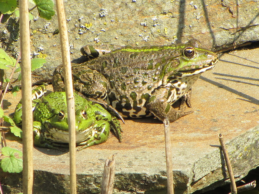 Two green frogs resting on a sunlit rock