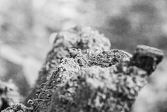 Small frog perched on mossy rock in black and white