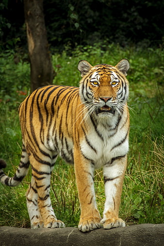 Majestic Tiger Walking in Green Forest Habitat