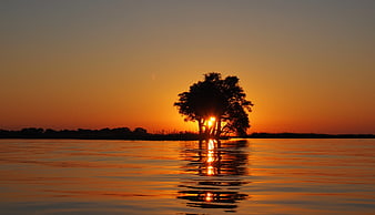 Silhouette of Tree in Water at Sunset with Golden Reflection
