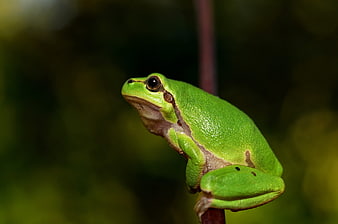 Close-up of a vibrant green Mediterranean tree frog on a branch