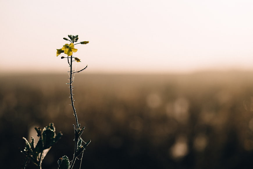 Yellow wildflower stem against blurred golden sunset background