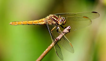 Close-up of a yellow dragonfly perched on a twig