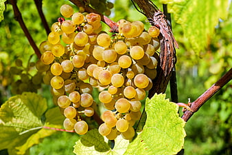 Ripe White Grapes Hanging on Vine in Sunlit Vineyard