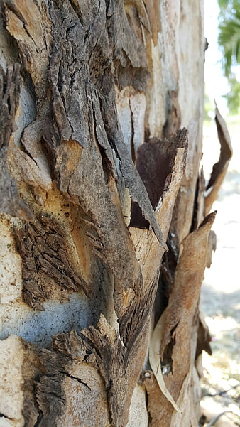 Close-up of textured eucalyptus tree bark