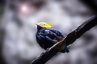 Yellow-headed Blackbird perched on branch with bokeh background