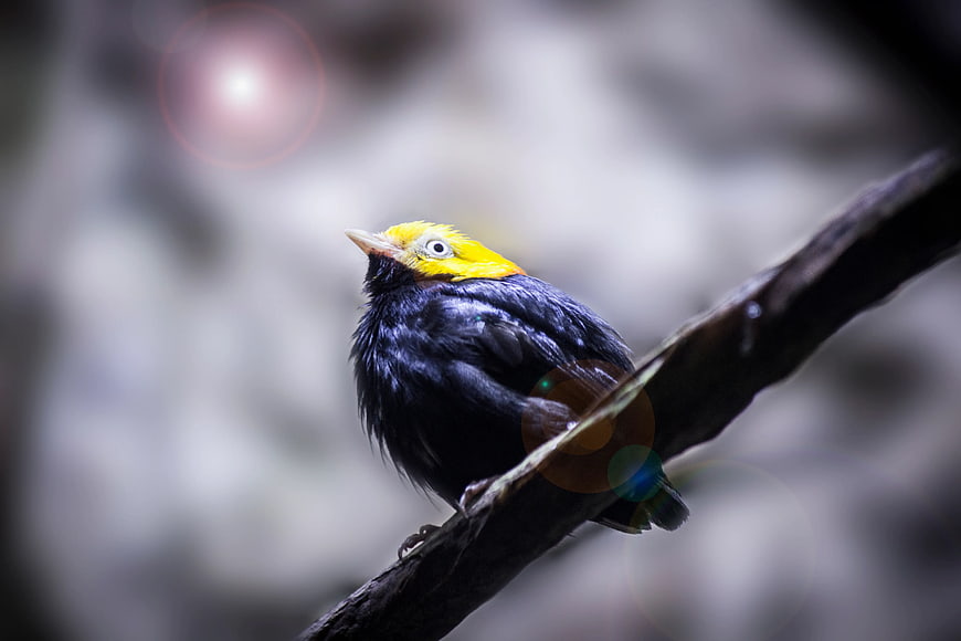 Yellow-headed Blackbird perched on branch with bokeh background