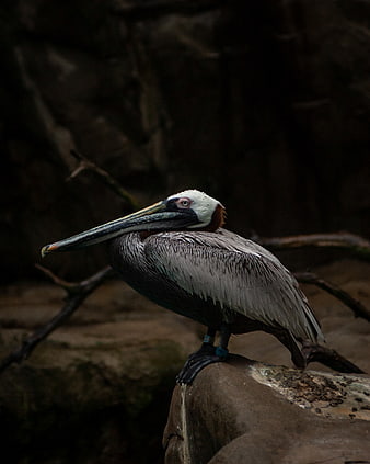Brown Pelican Portrait on Rock with Dark Background