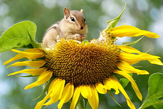 Cute Chipmunk Sitting On A Large Yellow Sunflower