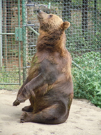 Brown bear sitting upright in zoo enclosure