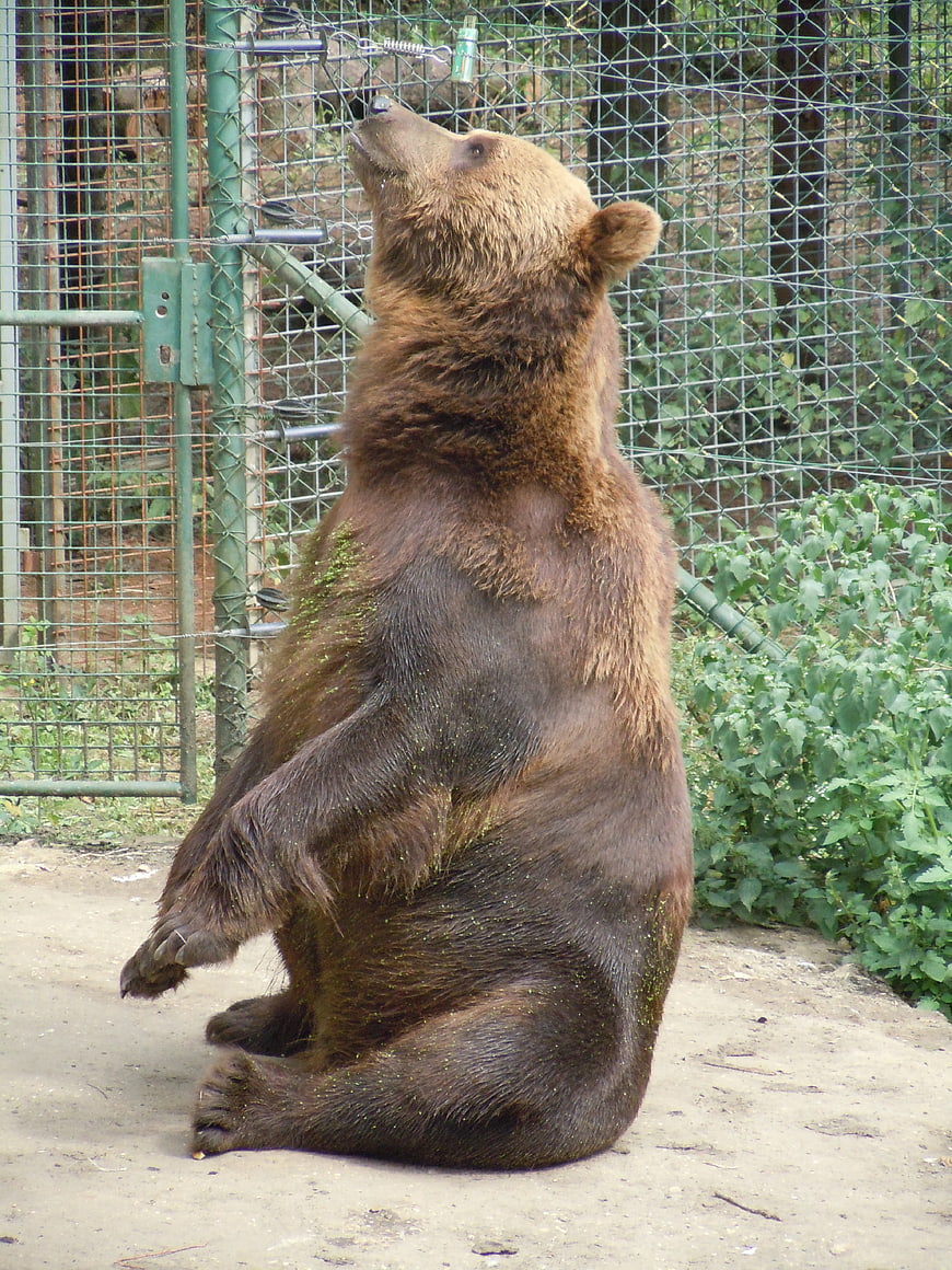 Brown bear sitting upright in zoo enclosure