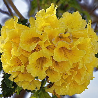 Close-up of vibrant yellow trumpet tree blossoms