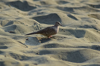 Spotted Dove Walking on Sandy Beach Dunes
