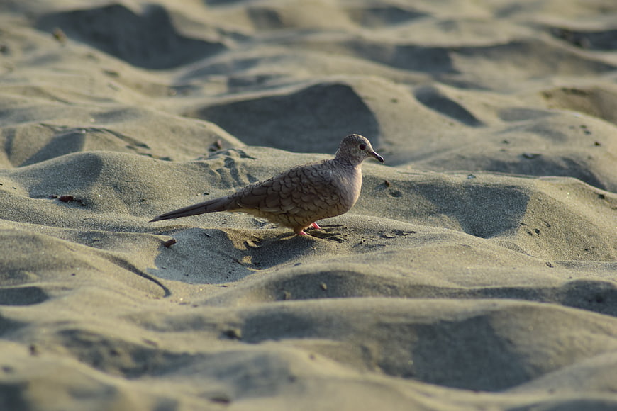 Spotted Dove Walking on Sandy Beach Dunes
