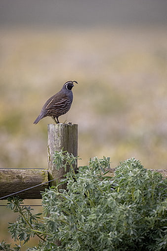 California Quail Perched on Wooden Fence Post