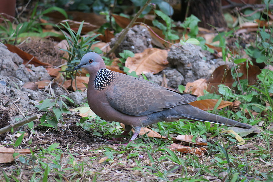 Spotted Dove Standing on Forest Floor with Green Grass
