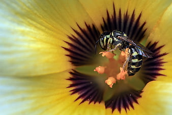Macro Close-Up of a Wasp Pollinating a Yellow Flower