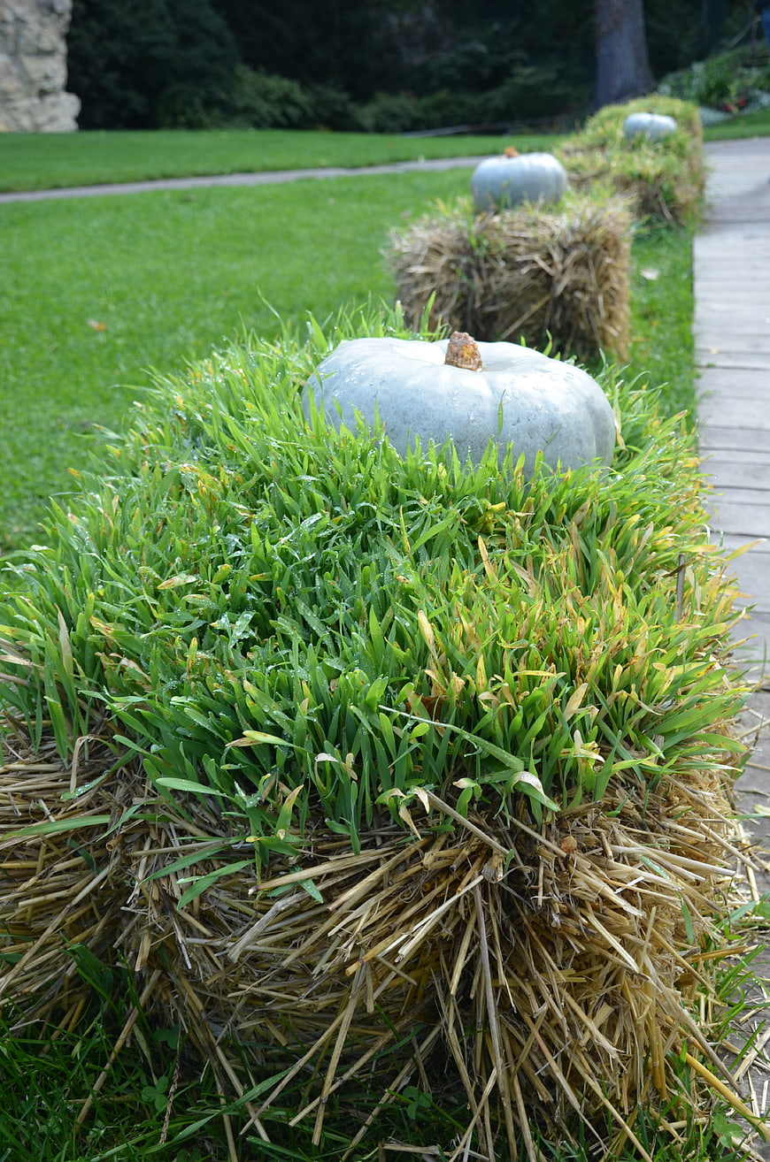Blue pumpkin on hay bale with grass top