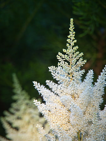 Close-up of White Astilbe Flower Plume in Garden